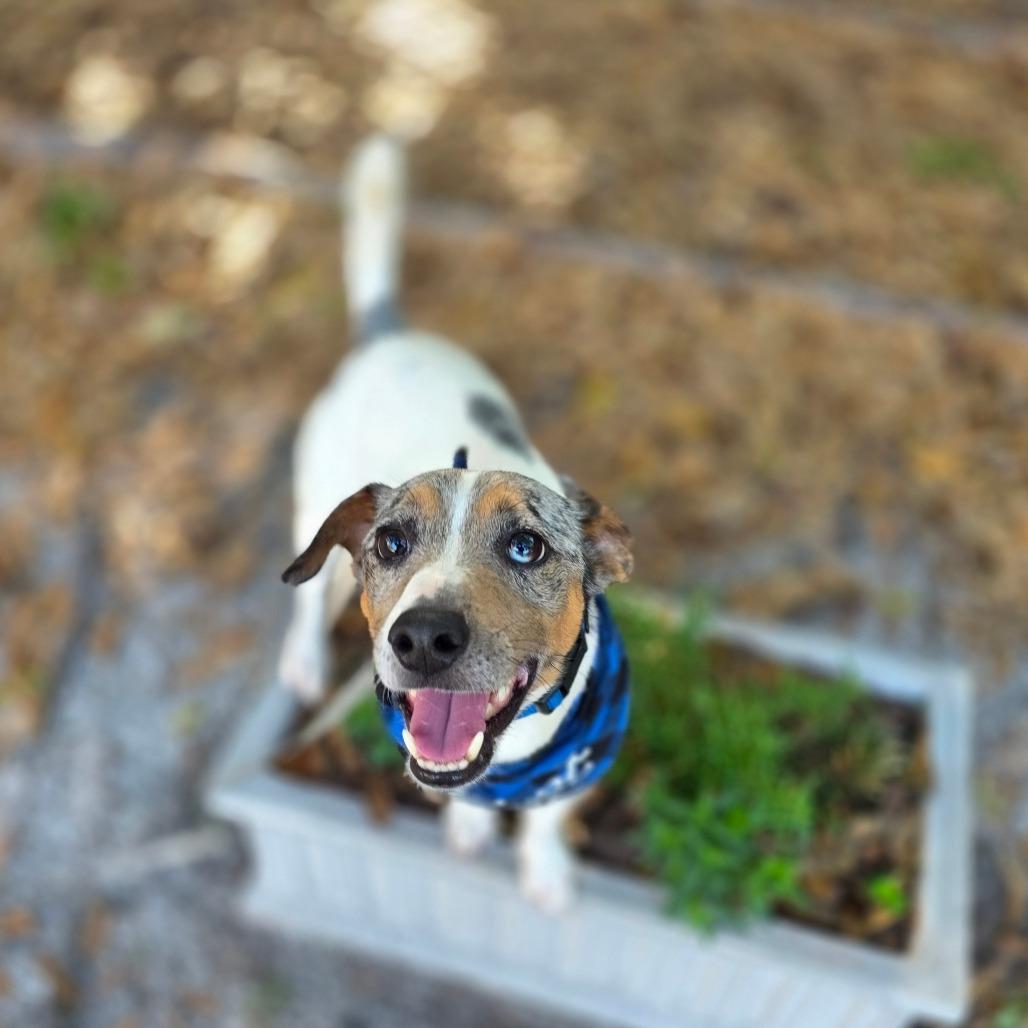 Jack — thumbnail 4