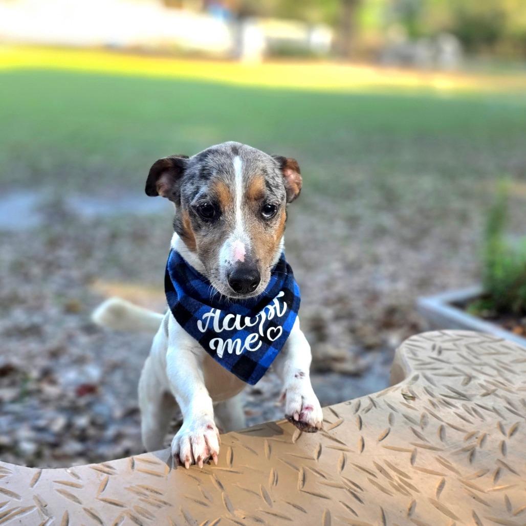 Jack — thumbnail 5