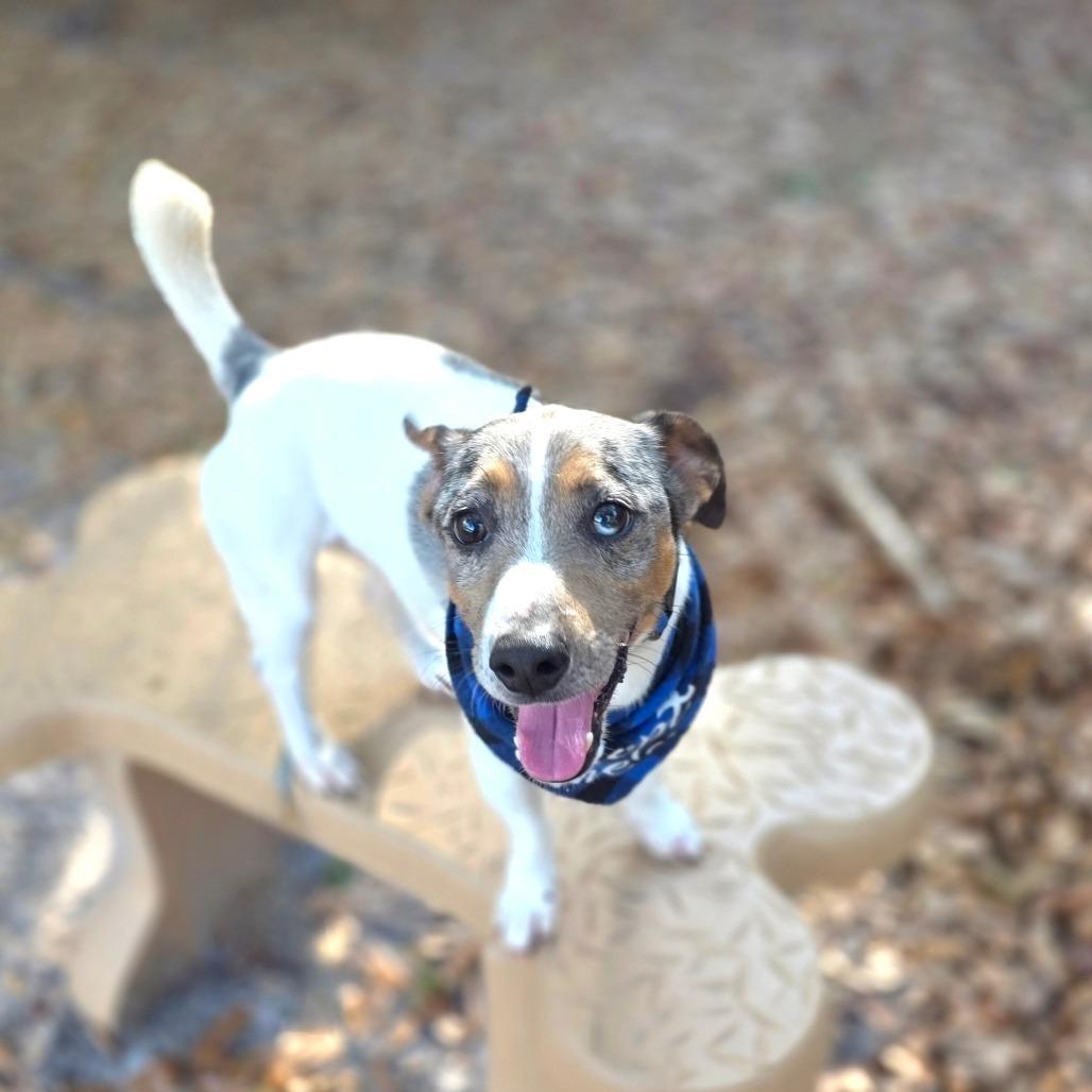 Jack — thumbnail 6