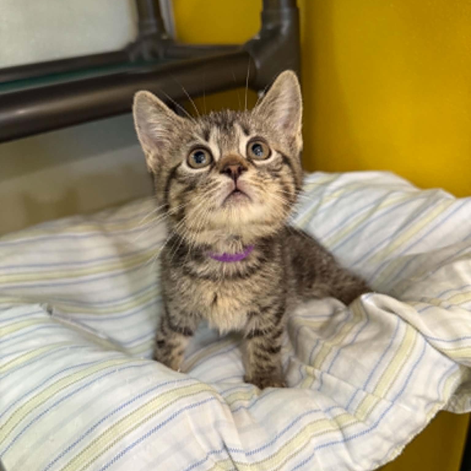 Enlarge Stellar, a Adoptable mixed breed in Penn Yan, NY image 6/6