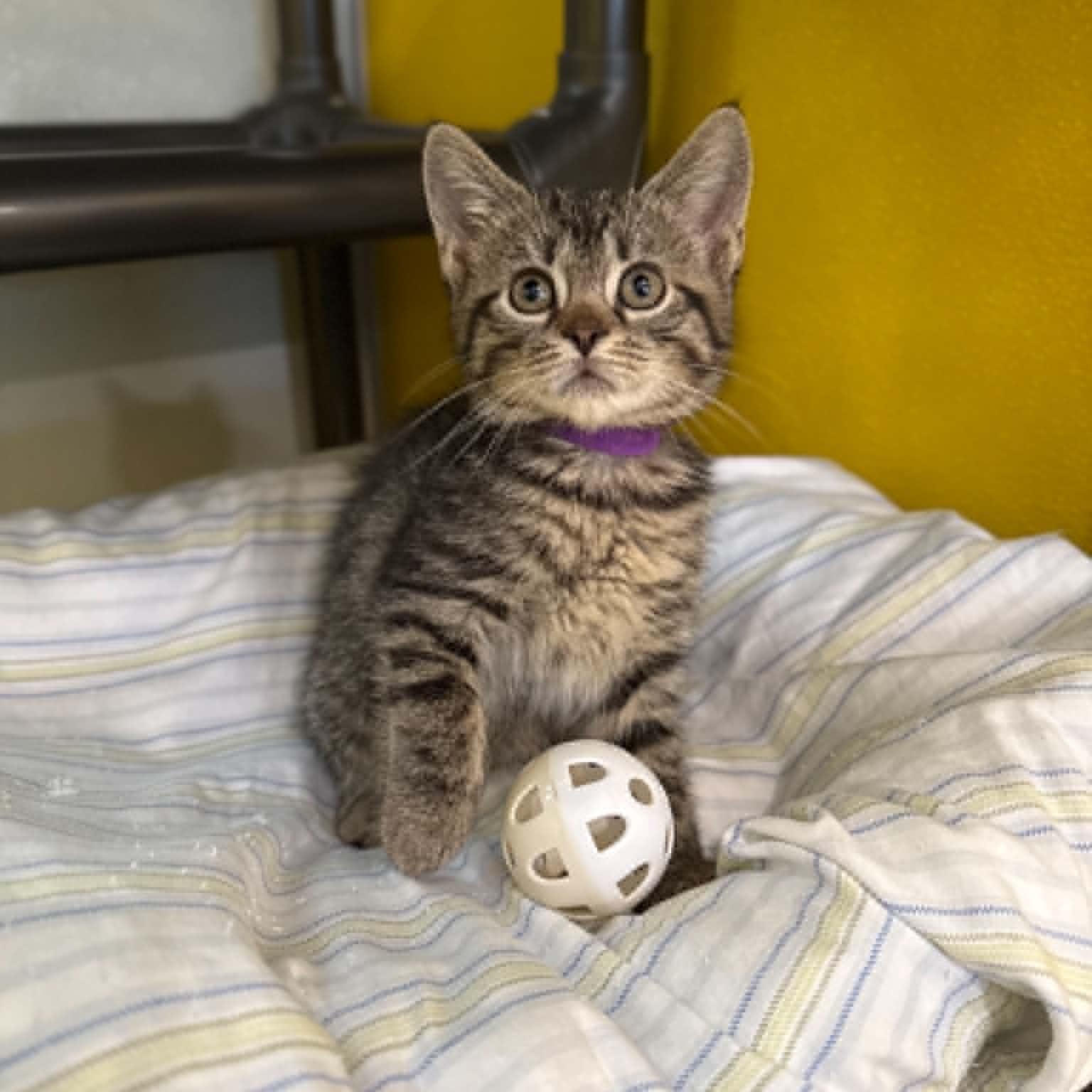 Enlarge Stellar, a Adoptable mixed breed in Penn Yan, NY image 4/6