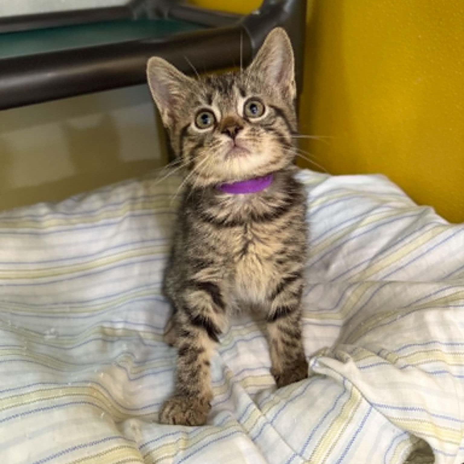 Enlarge Stellar, a Adoptable mixed breed in Penn Yan, NY image 2/6