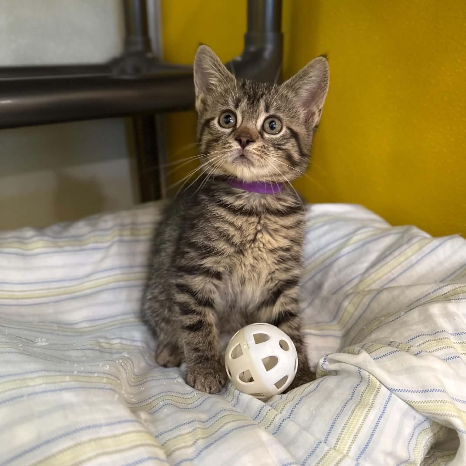 Enlarge Stellar, a Adoptable mixed breed in Penn Yan, NY image 1/6