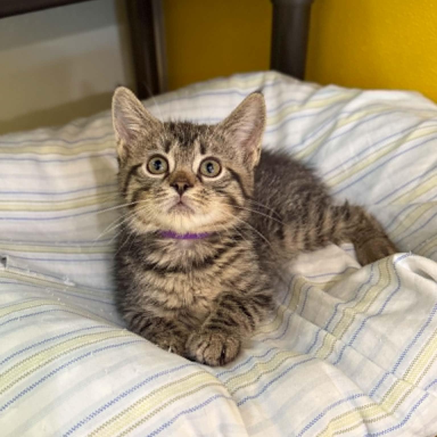 Enlarge Stellar, a Adoptable mixed breed in Penn Yan, NY image 3/6
