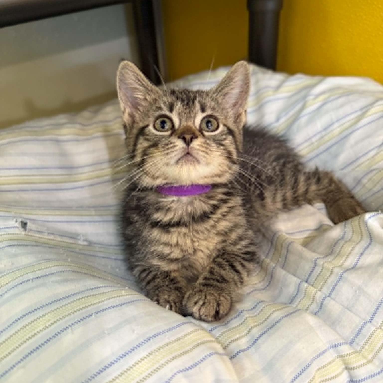 Enlarge Stellar, a Adoptable mixed breed in Penn Yan, NY image 5/6