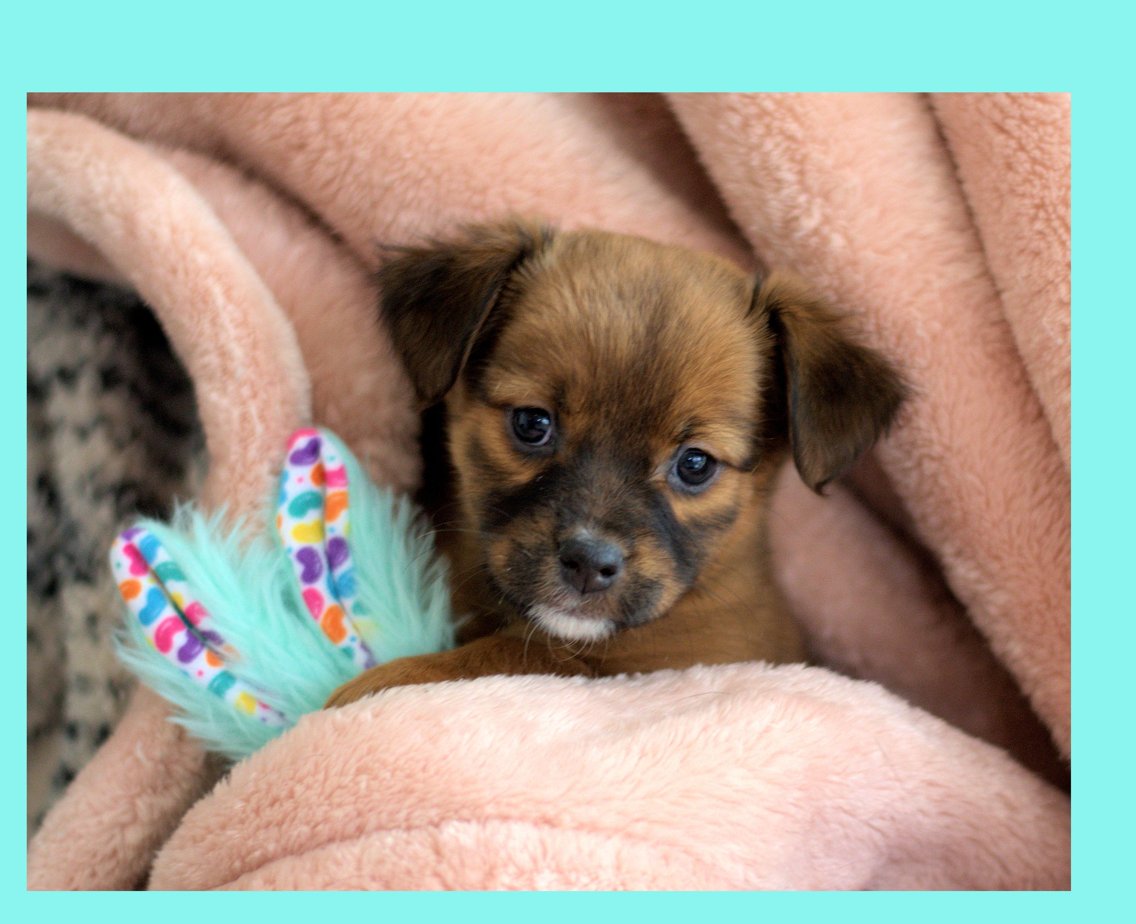 Anna, Adoptable, Puppy Female Pomeranian & Spaniel.