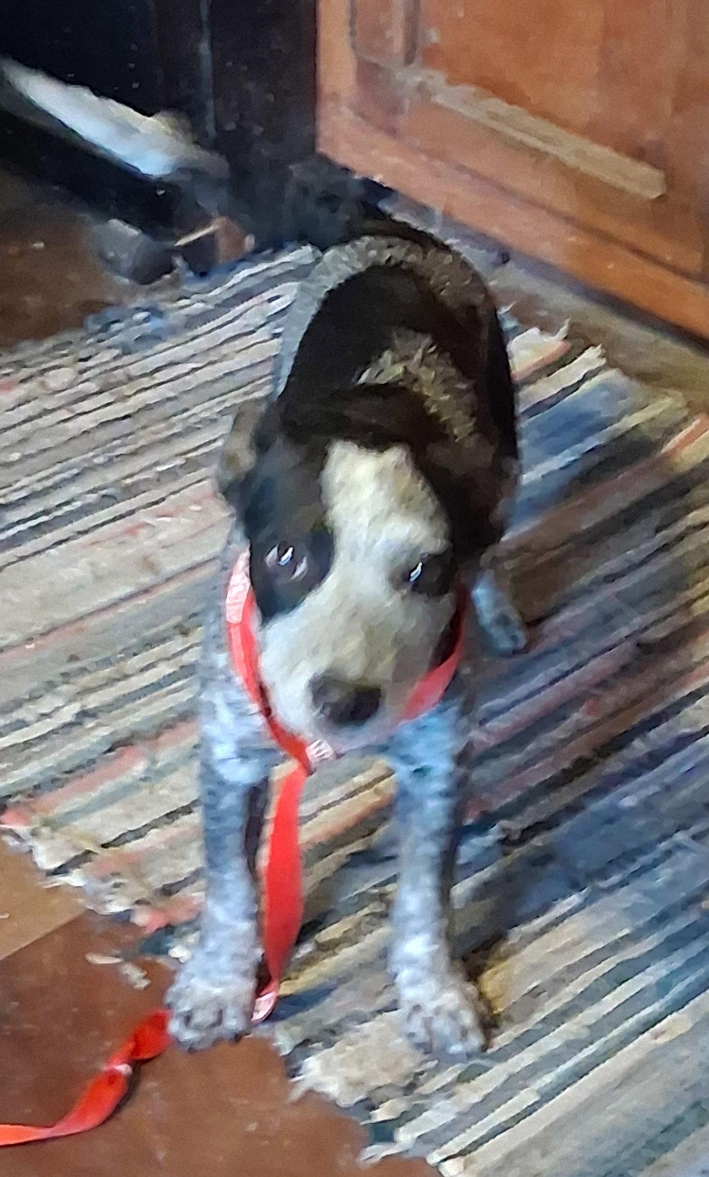 Jo, Adopted, Puppy Female Australian Cattle Dog / Blue Heeler & Rat Terrier.