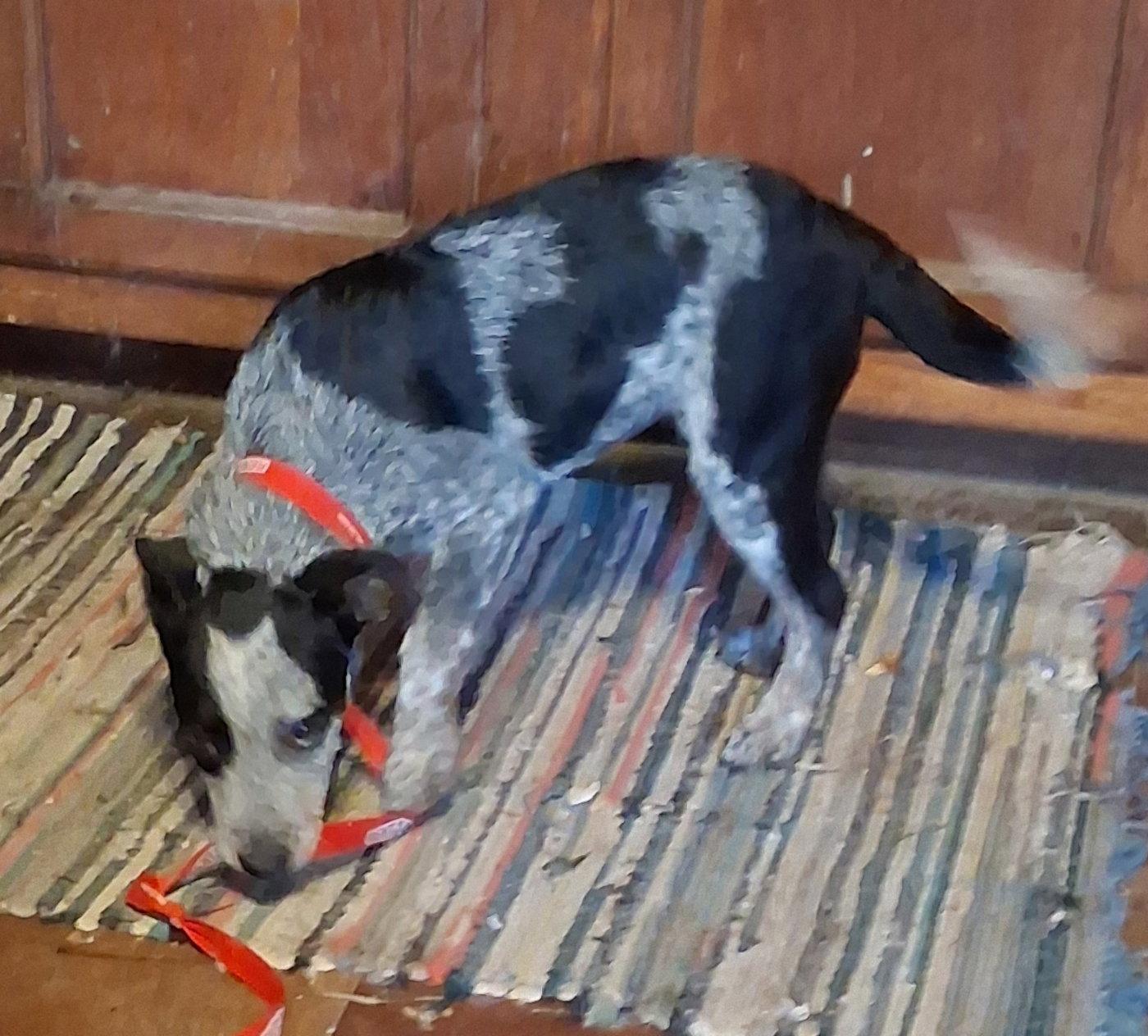 Enlarge Jo, a Adopted mixed breed in Mcconnelsville, OH image 2/3