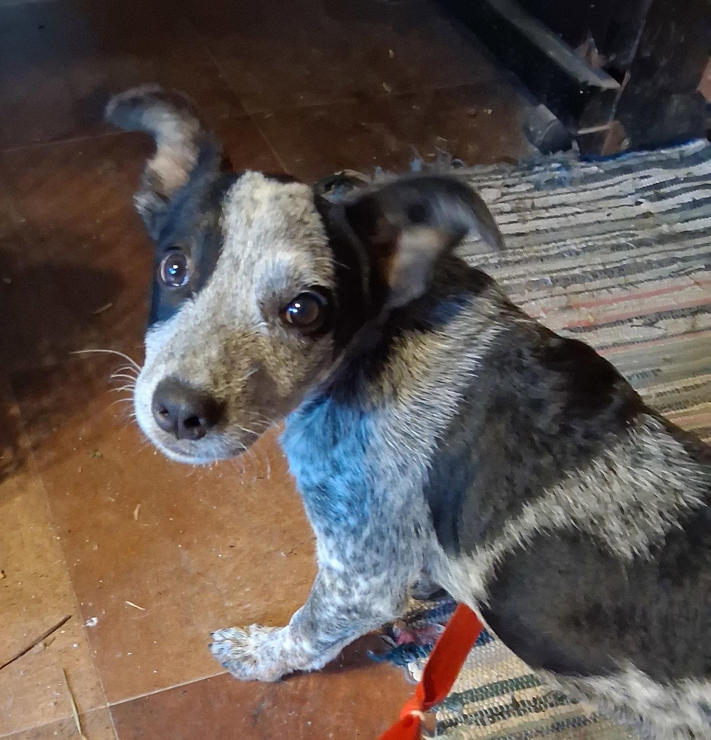Enlarge Jo, a Adopted mixed breed in Mcconnelsville, OH image 3/3