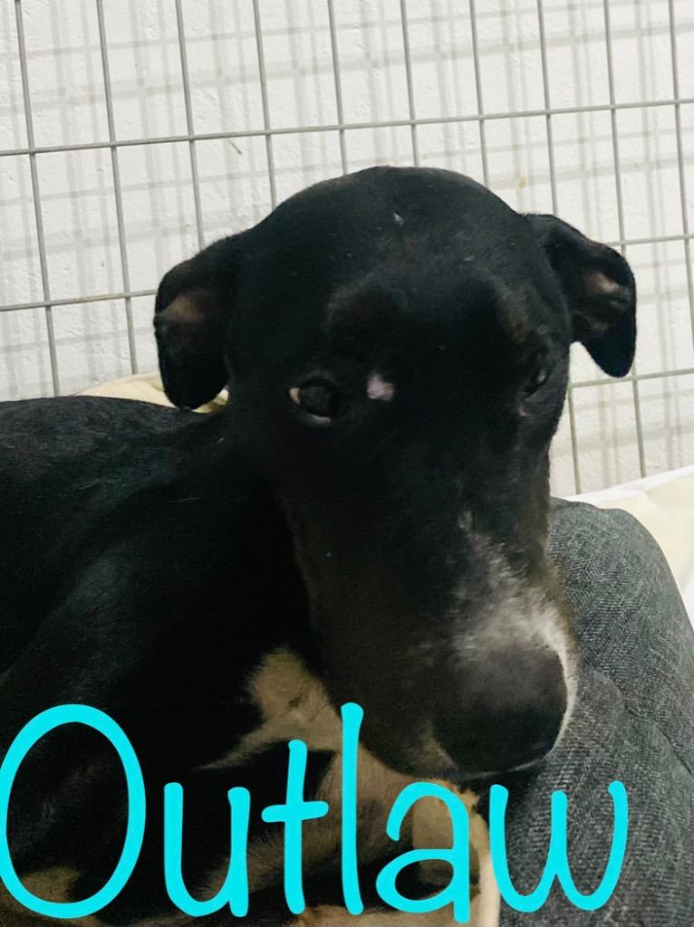 Enlarge Outlaw, a Adoptable Pit Bull Terrier in Big Spring, TX image 1/3