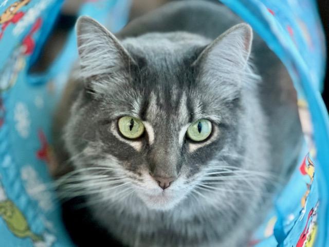 Enlarge Starsha, an adopted Domestic Medium Hair in Cincinnati, OH image 2/5