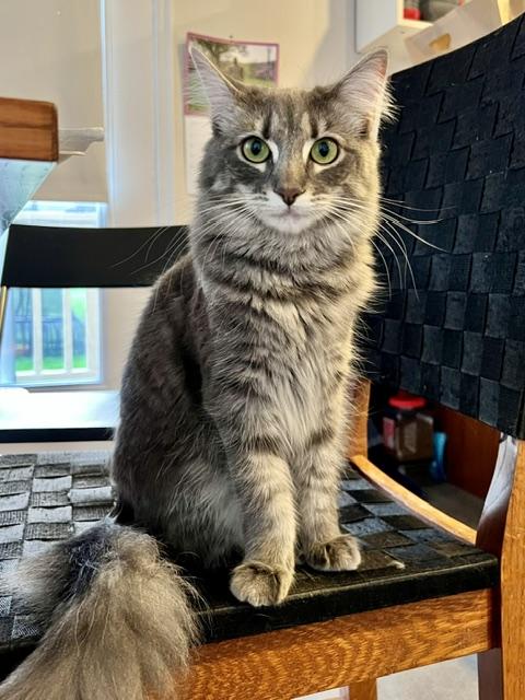 Enlarge Starsha, an adopted Domestic Medium Hair in Cincinnati, OH image 1/5