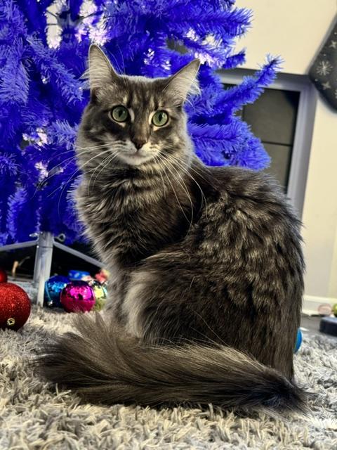 Enlarge Starsha, an adopted Domestic Medium Hair in Cincinnati, OH image 4/5