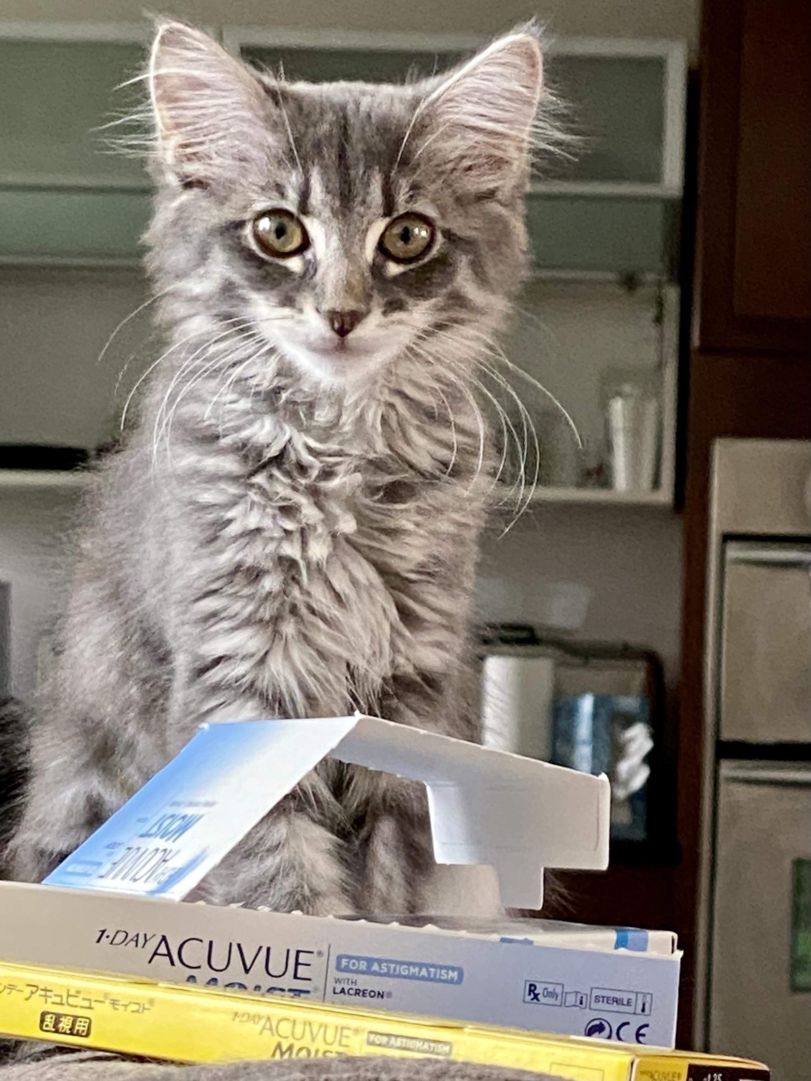 Enlarge Starsha, an adopted Domestic Medium Hair in Cincinnati, OH image 5/5