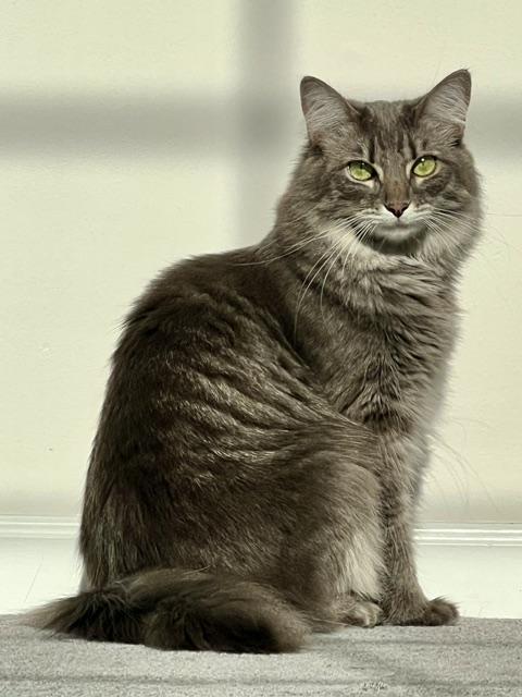 Enlarge Starsha, an adopted Domestic Medium Hair in Cincinnati, OH image 3/5