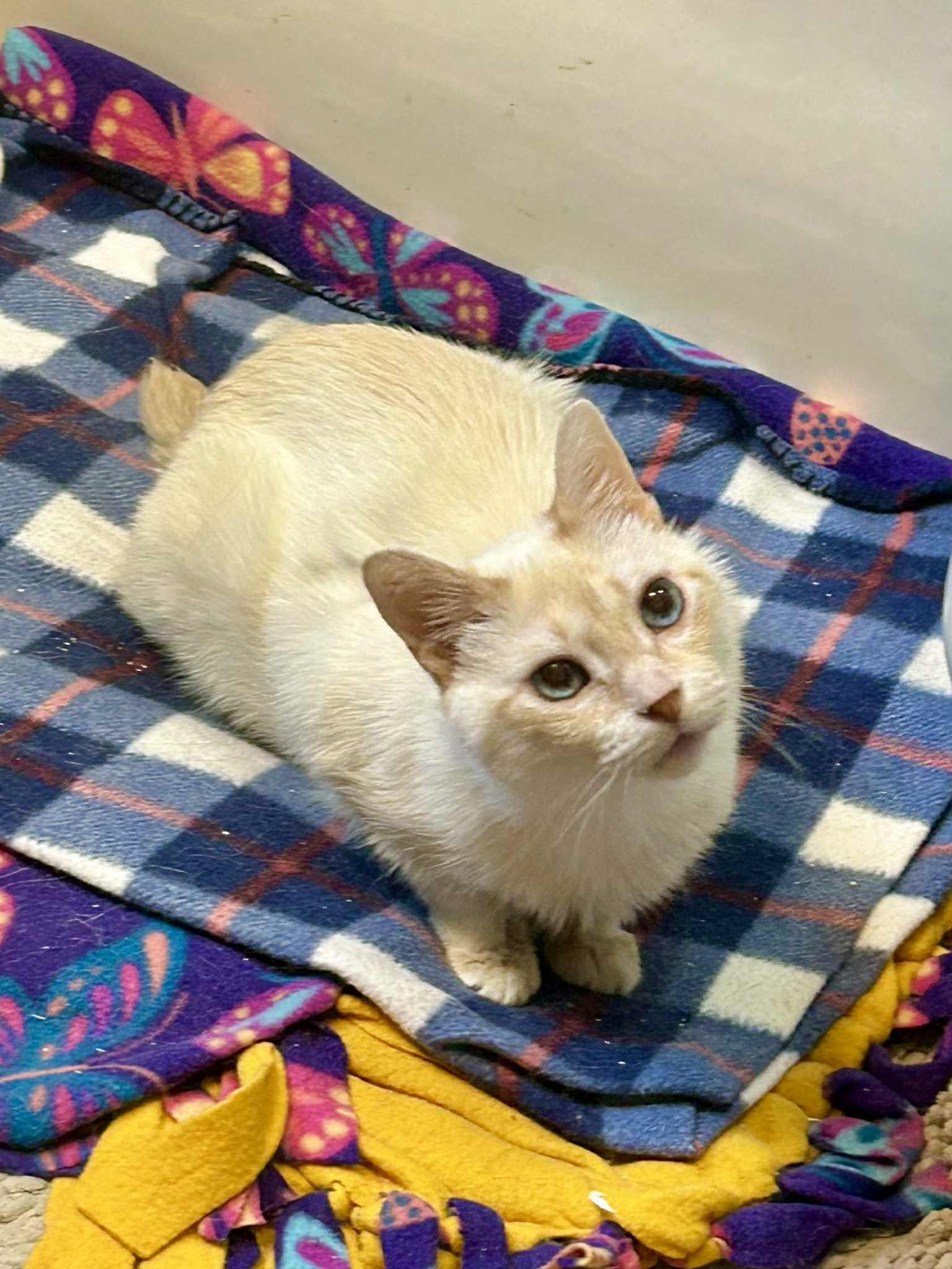 Enlarge Lotus, a Adoptable mixed breed in Blaine, MN image 1/1