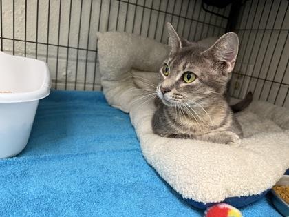 Enlarge Abby, a Adoptable mixed breed in Norfolk, VA image 1/1