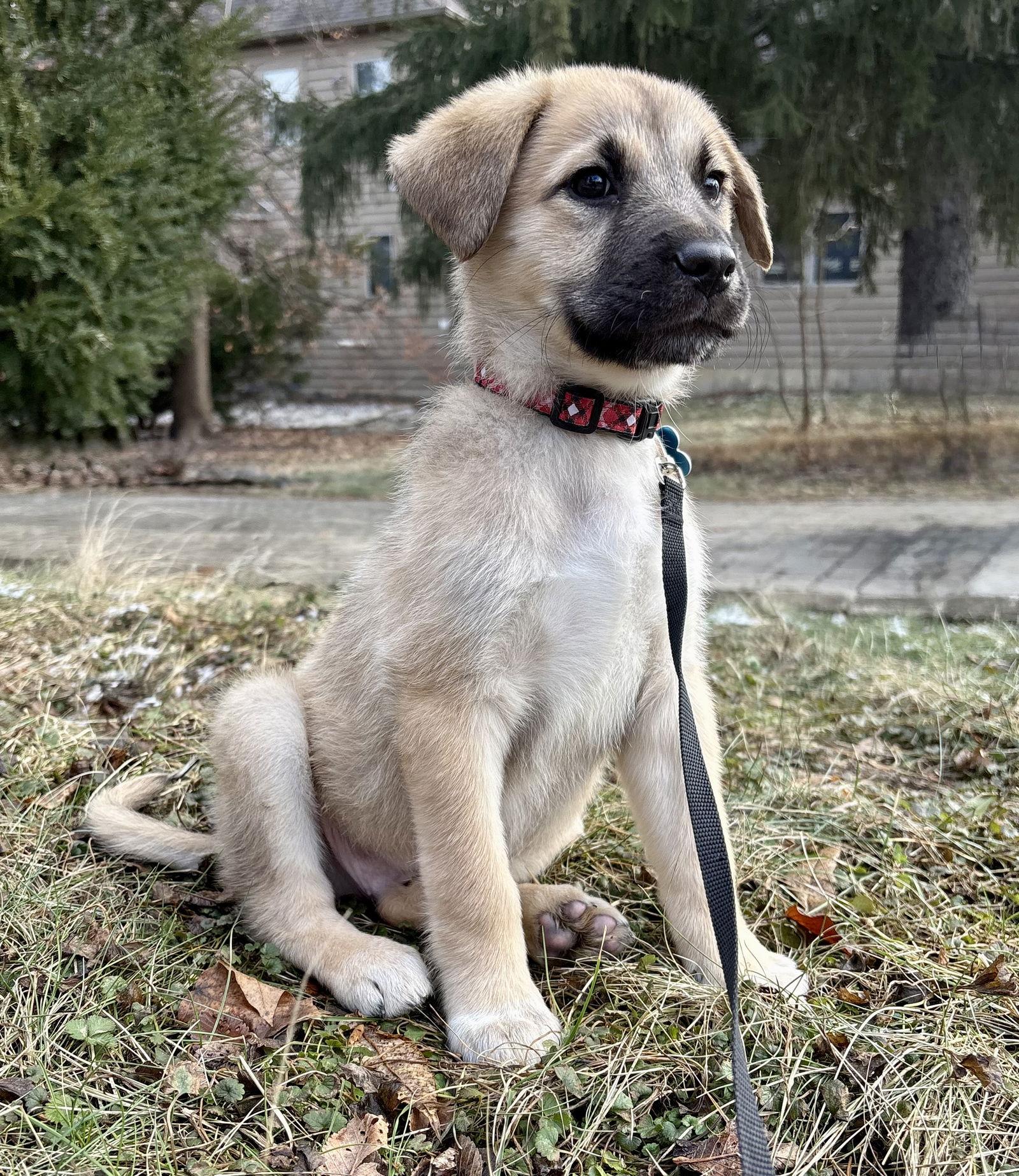 Enlarge Zephyr CA, a Adoptable Shepherd in Hillside, IL image 1/3