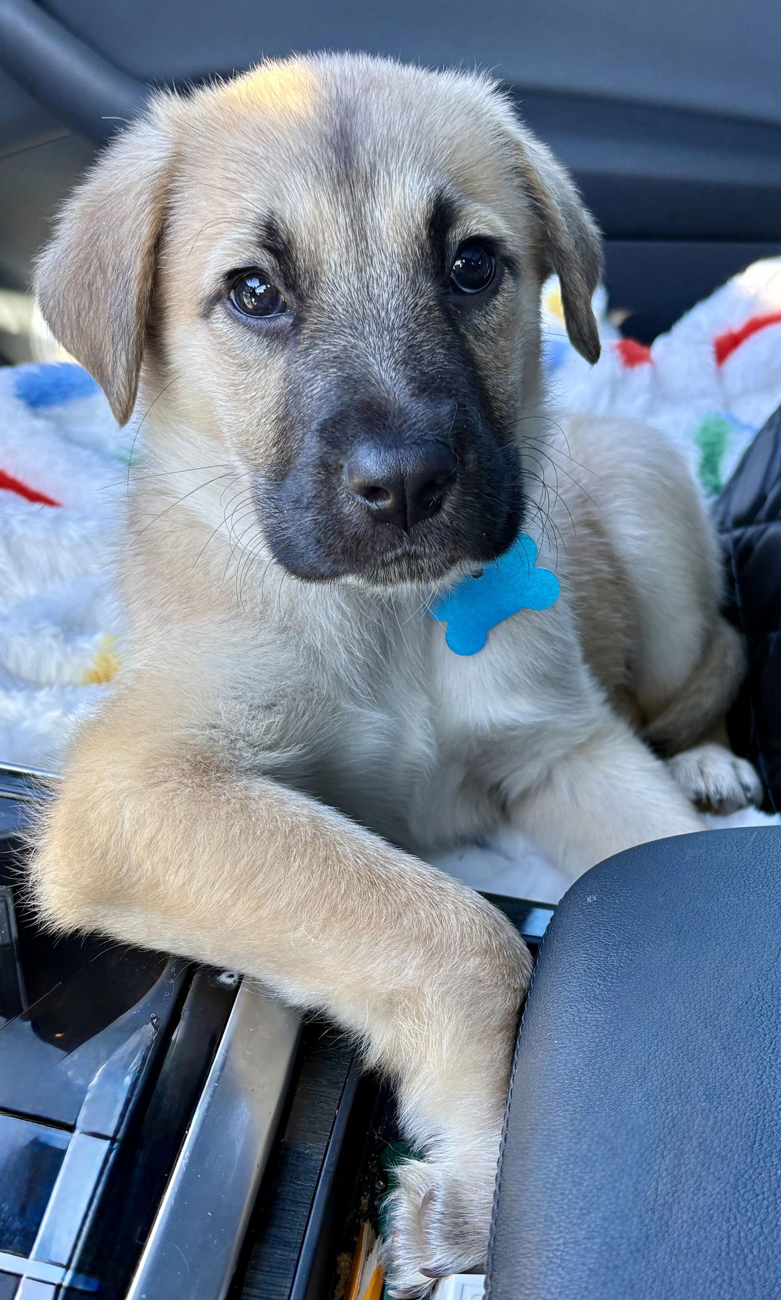 Enlarge Zephyr CA, a Adoptable Shepherd in Hillside, IL image 2/3
