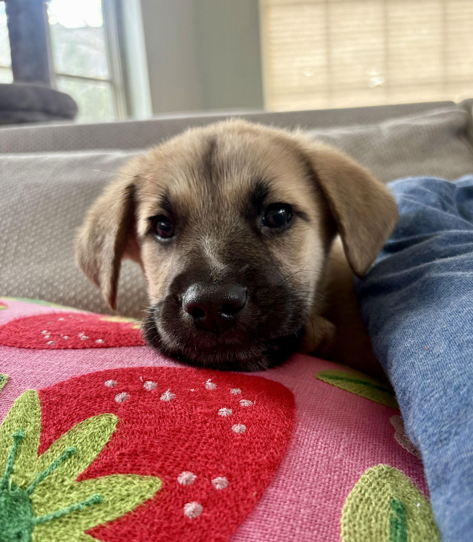 Enlarge Zephyr CA, a Adoptable Shepherd in Hillside, IL image 3/3