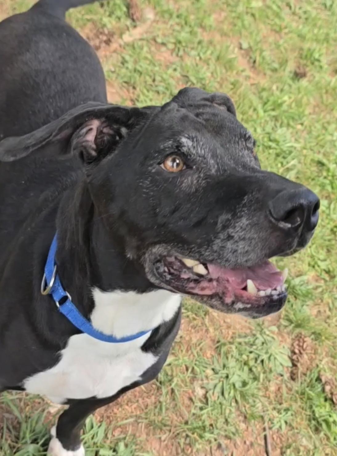 Chaos, ADOPTABLE, Senior Male Black Labrador Retriever & Pit Bull Terrier.