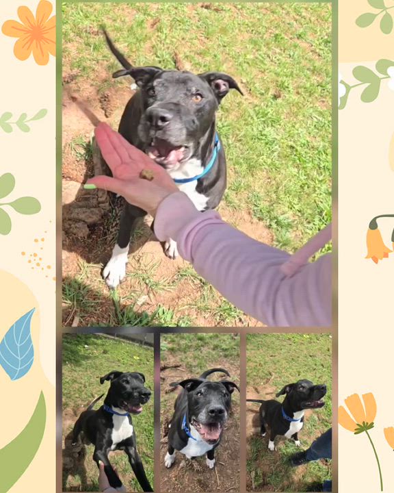 Enlarge Chaos, a ADOPTABLE mixed breed in Somerset, NJ video 2/2