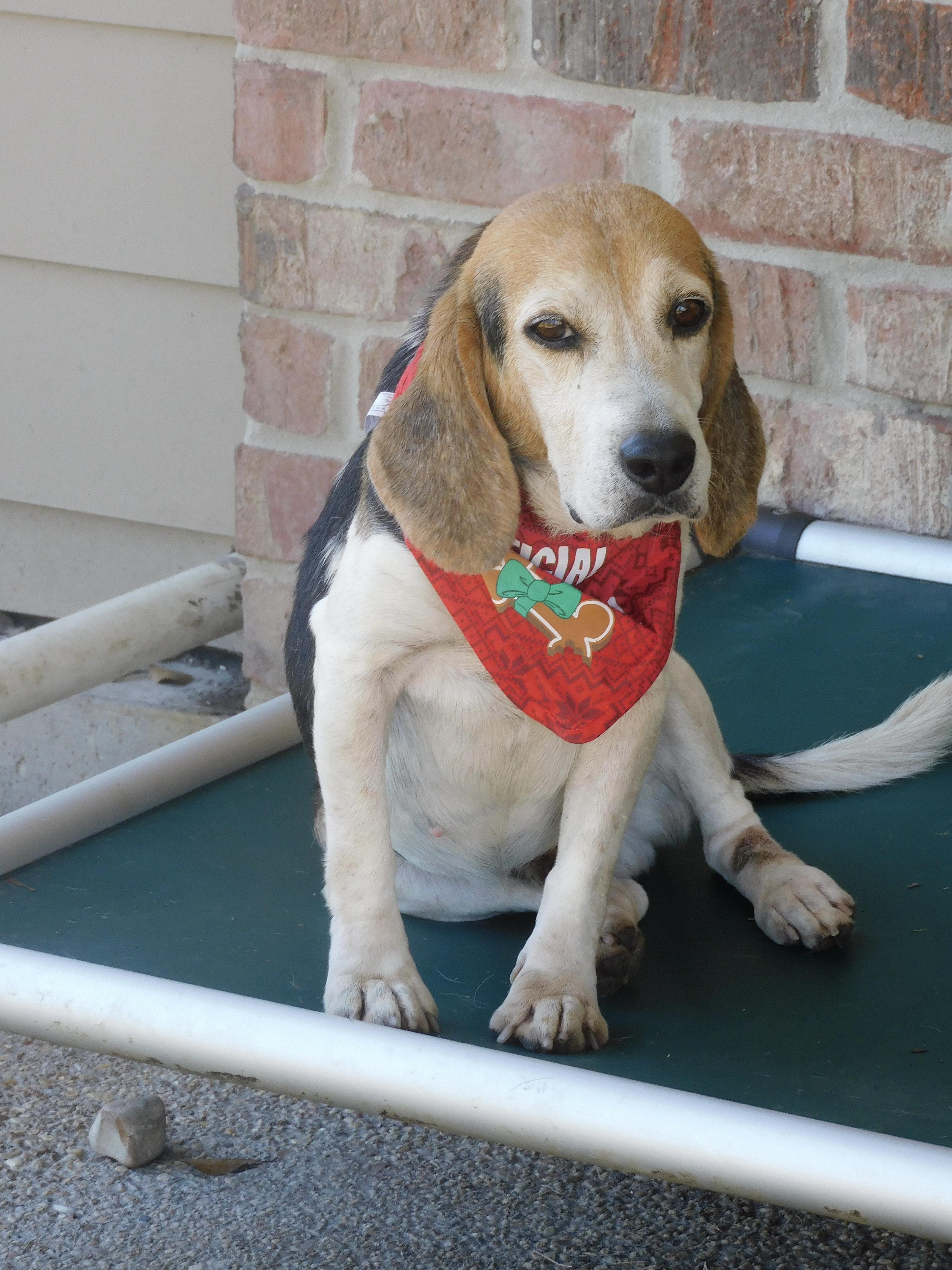 Wags, Adoptable, Senior Male Beagle.
