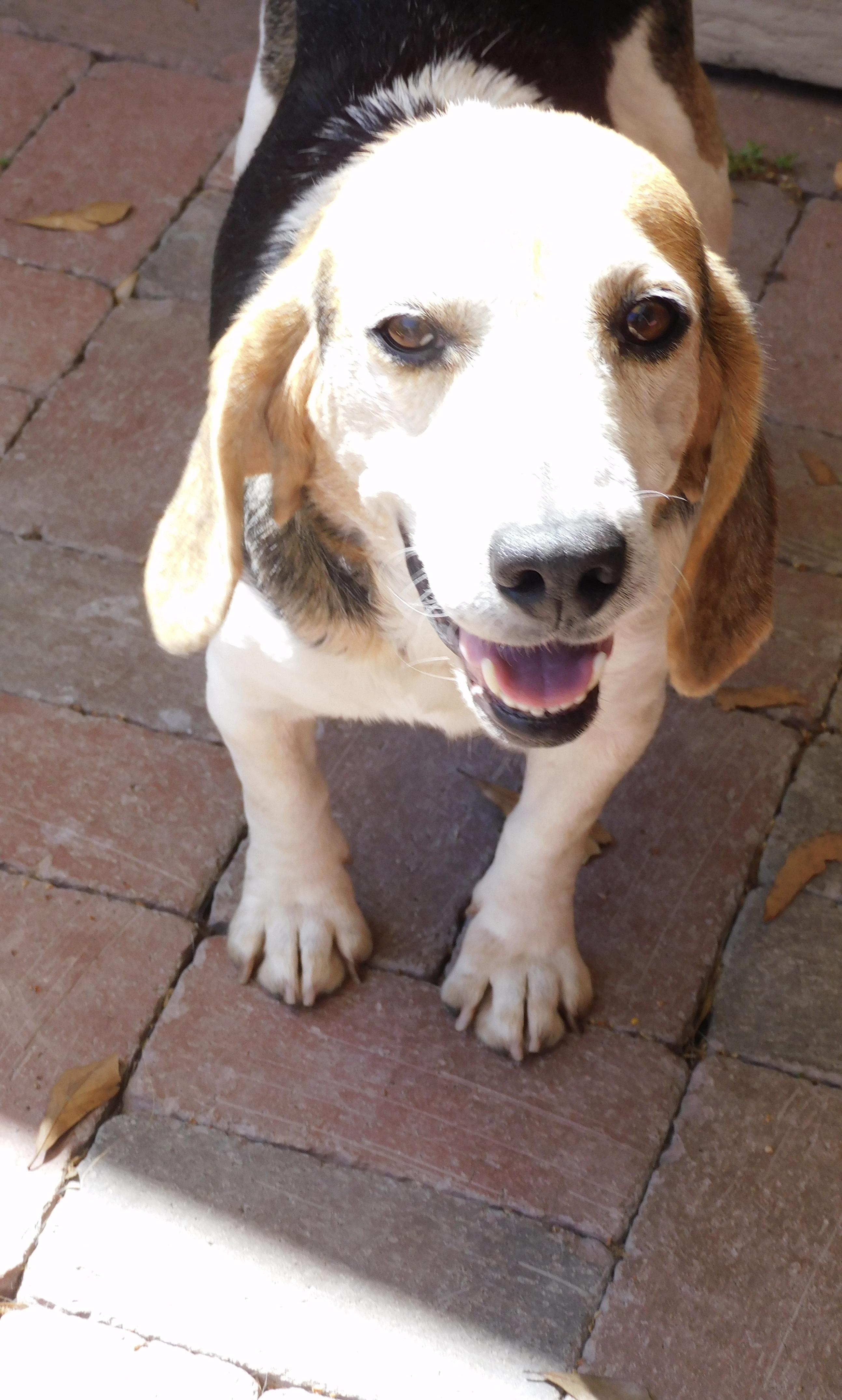 Enlarge Wags, a Adoptable Beagle in Prairieville, LA image 6/6