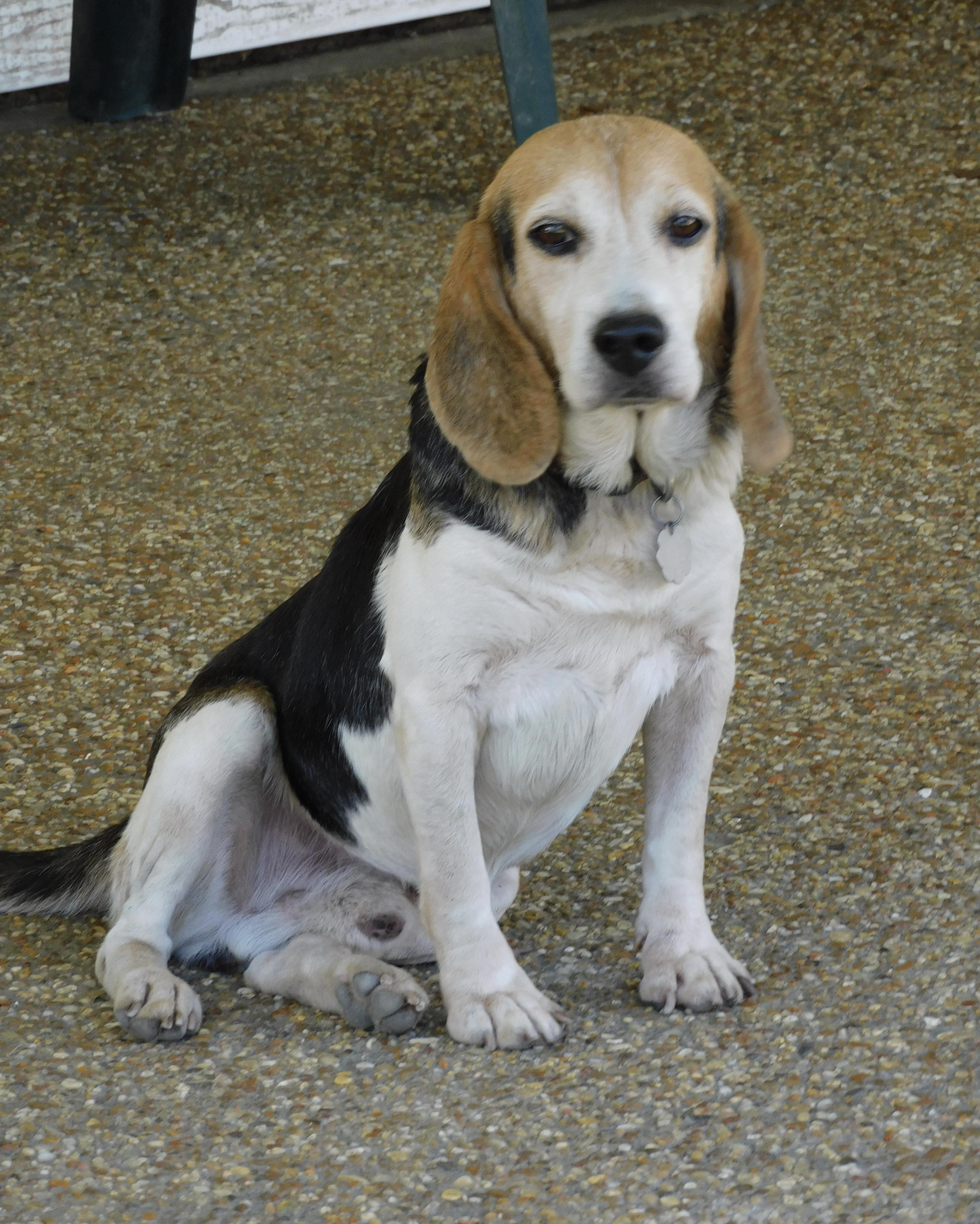 Wags, Adoptable, Senior Male Beagle.
