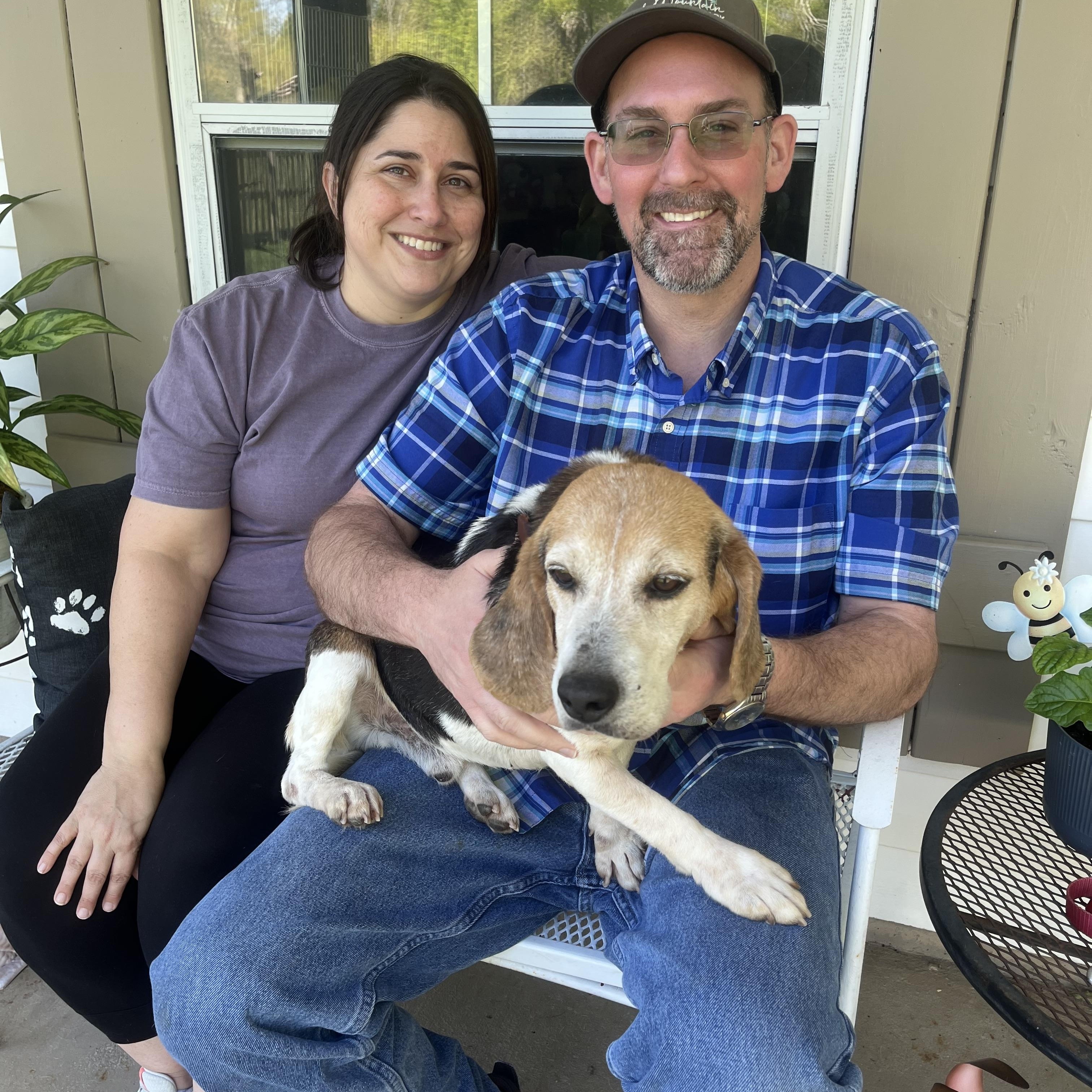 Wags, an adopted Beagle in Prairieville, LA image 1/6