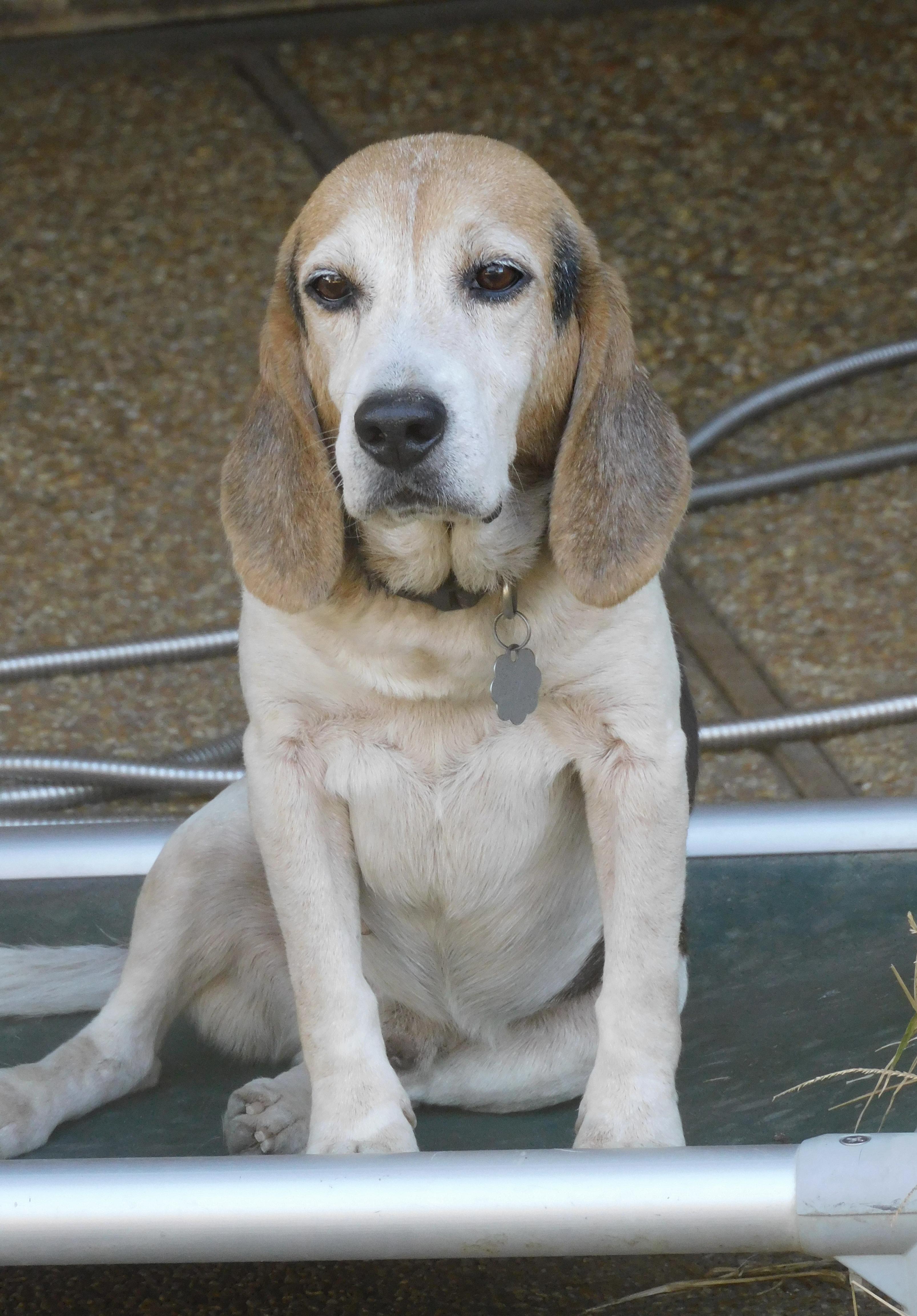 Enlarge Wags, a Adoptable Beagle in Prairieville, LA image 2/6