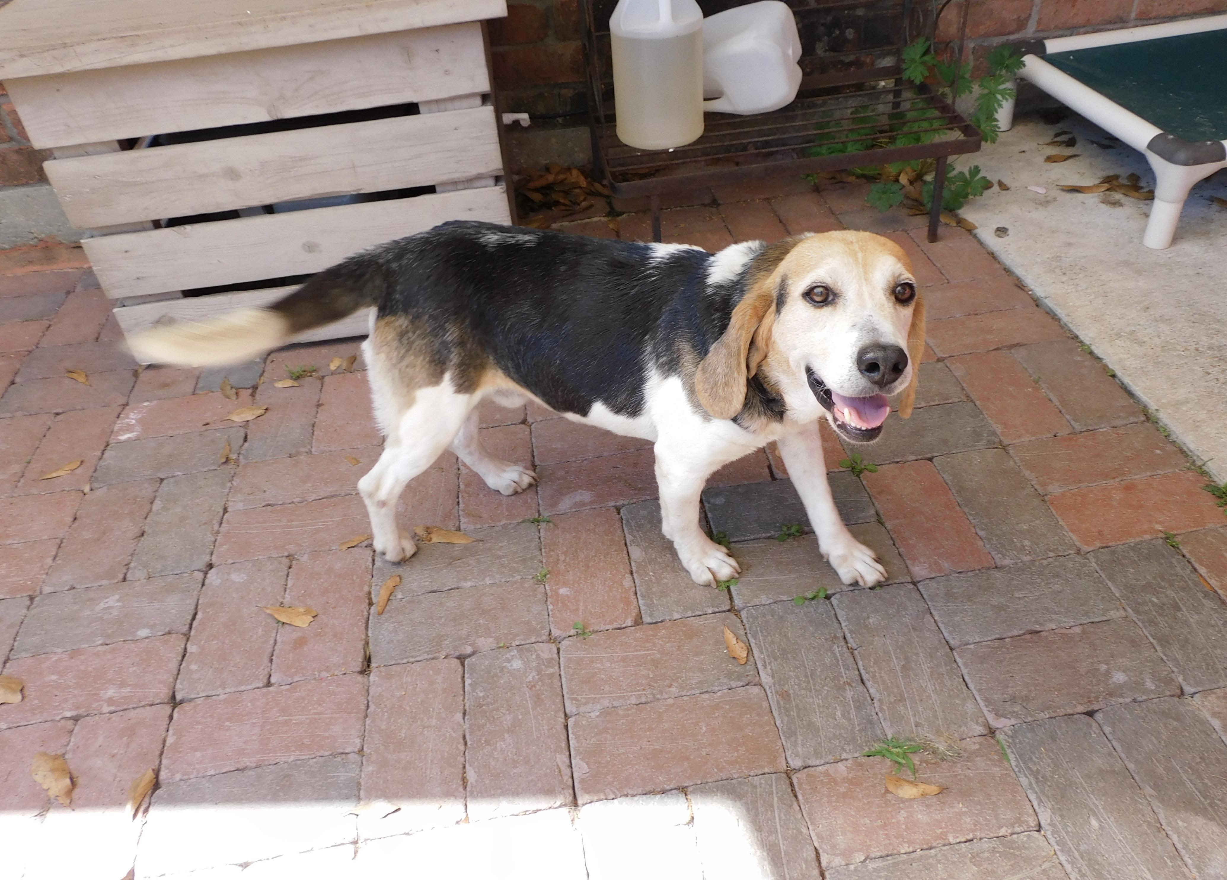 Enlarge Wags, a Adoptable Beagle in Prairieville, LA image 1/6