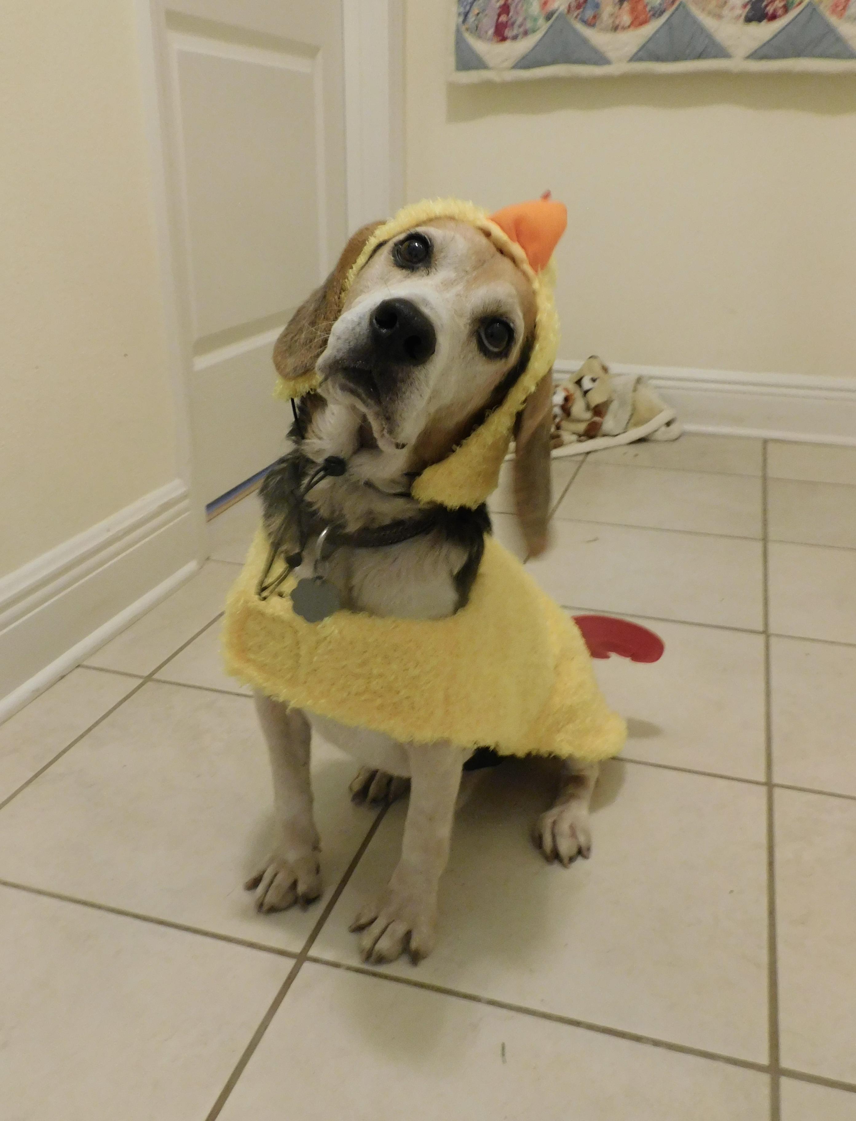 Enlarge Wags, a Adoptable Beagle in Prairieville, LA image 4/6