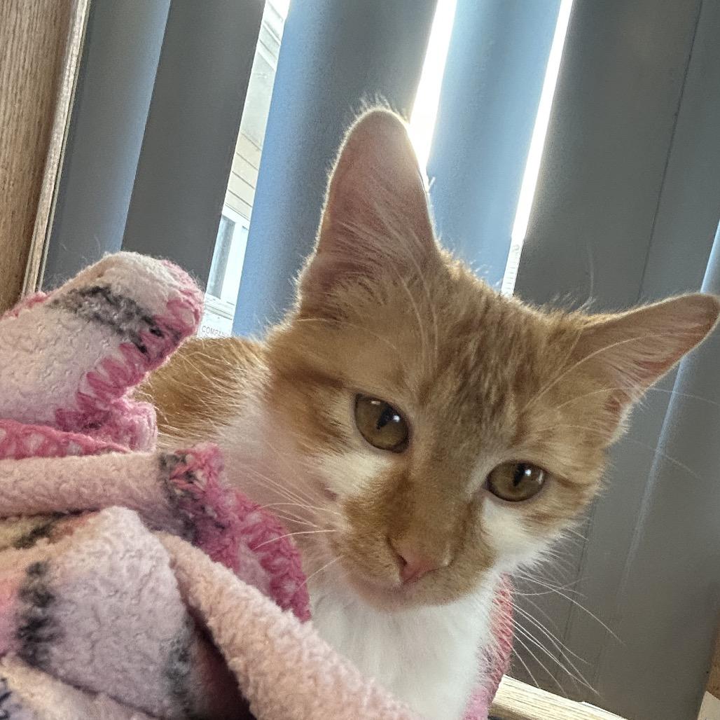 Ed, a Adoptable Domestic Short Hair in Milford, IA image 2/3