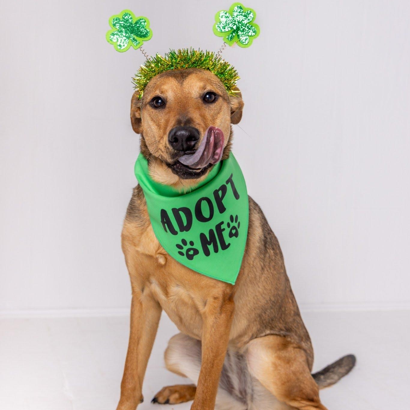 Enlarge Beep, a Adoptable mixed breed in Hopkinton, MA image 2/6