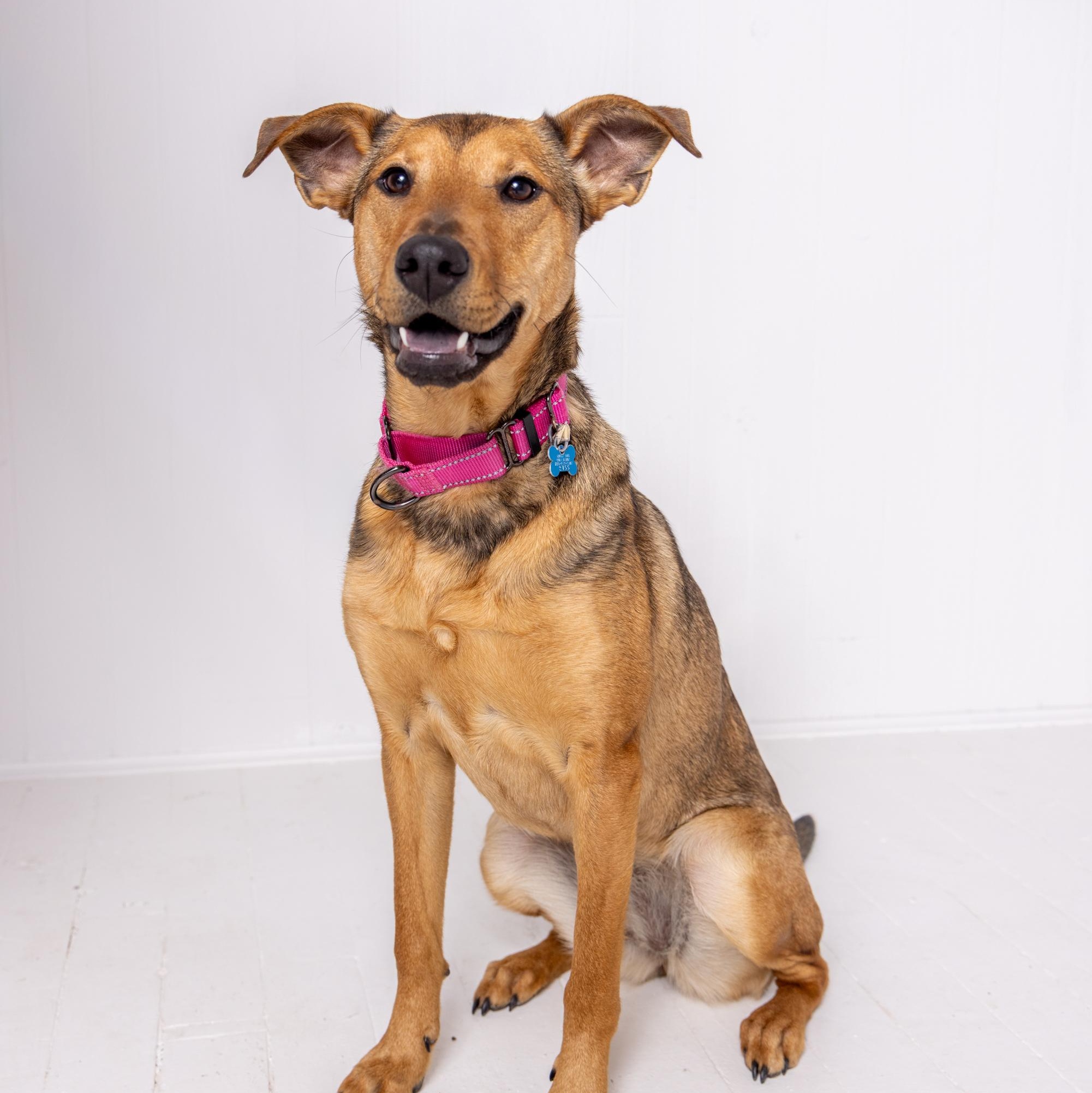 Enlarge Beep, a Adoptable mixed breed in Hopkinton, MA image 4/6
