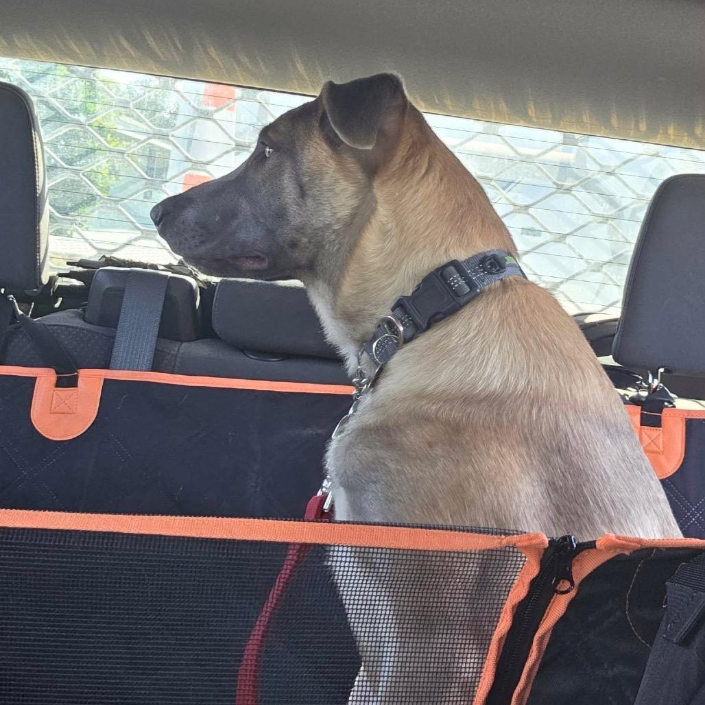 Enlarge Nala, a Adoptable German Shepherd Dog in West Richland, WA image 3/6