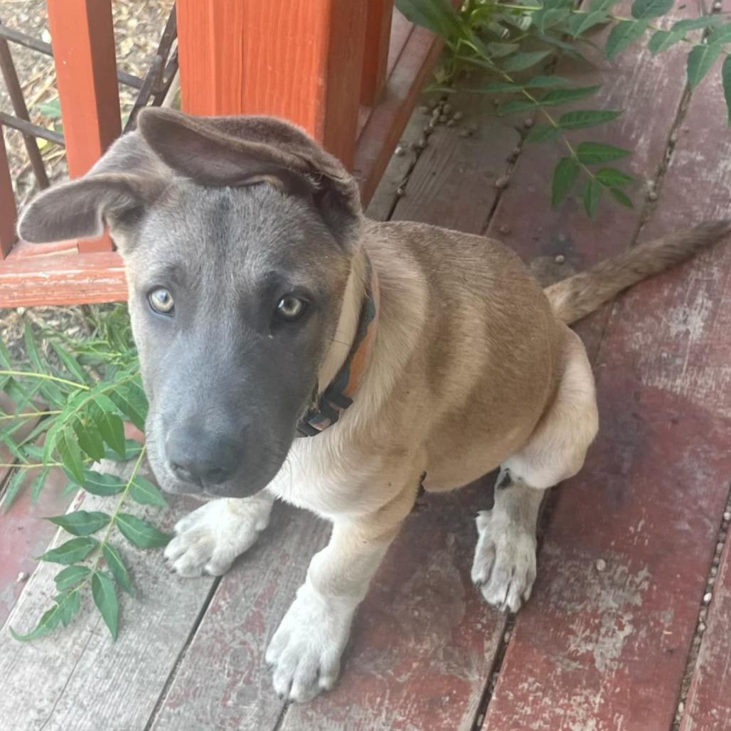 Enlarge Nala, a Adoptable German Shepherd Dog in West Richland, WA image 4/6