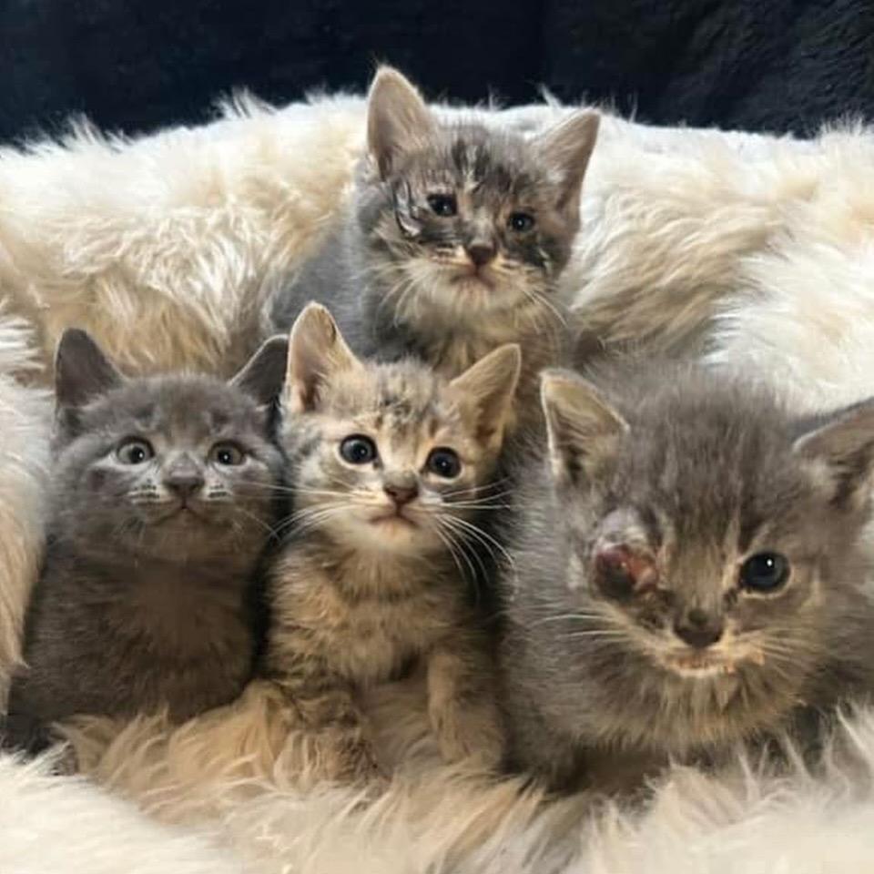 Enlarge Lydie, a Adoptable Domestic Short Hair in Jupiter, FL image 2/6