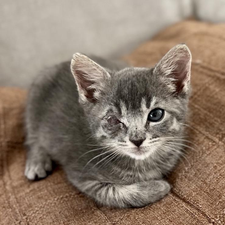 Enlarge Lydie, a Adoptable Domestic Short Hair in Jupiter, FL image 3/6