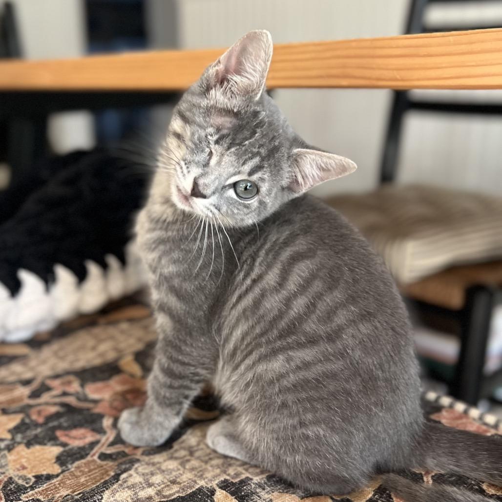 Enlarge Lydie, a Adoptable Domestic Short Hair in Jupiter, FL image 4/6