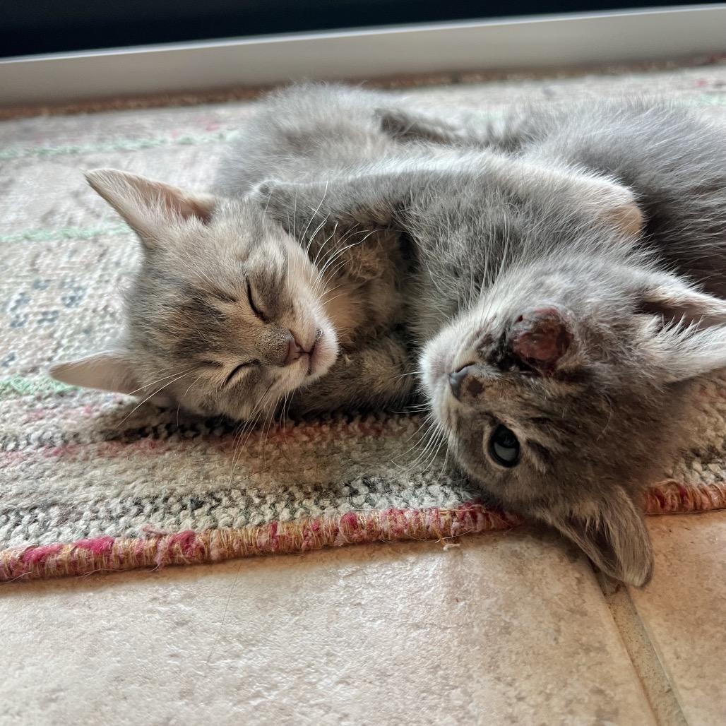 Enlarge Lydie, a Adoptable Domestic Short Hair in Jupiter, FL image 5/6