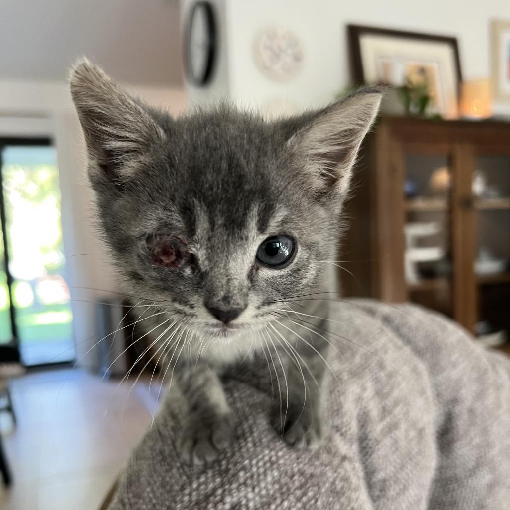 Enlarge Lydie, a Adoptable Domestic Short Hair in Jupiter, FL image 6/6