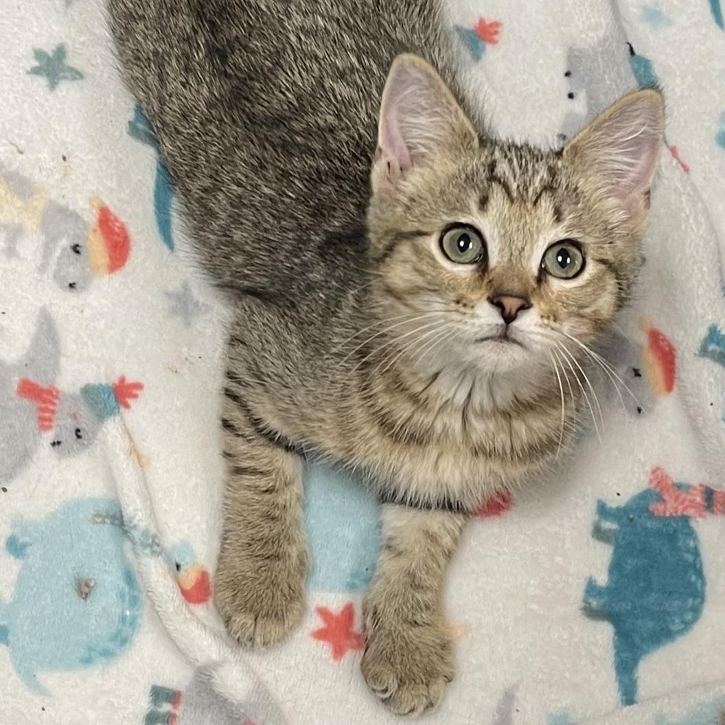 Everest, a Adoptable mixed breed in Racine, WI image 2/4