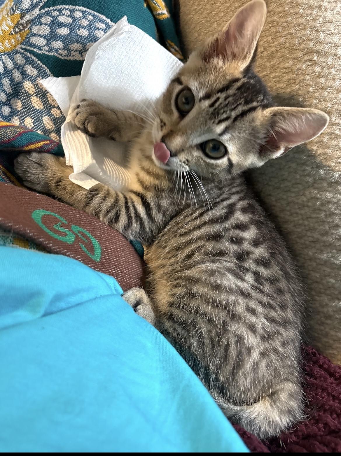 Peter ( cottontail), a ADOPTABLE Domestic Short Hair in Kannapolis, NC image 3/5