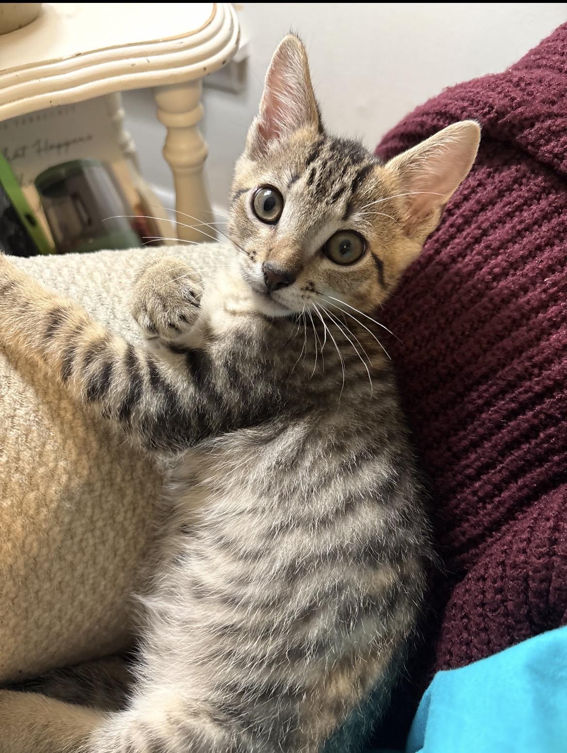 Peter ( cottontail), ADOPTABLE, Kitten Male Domestic Short Hair.
