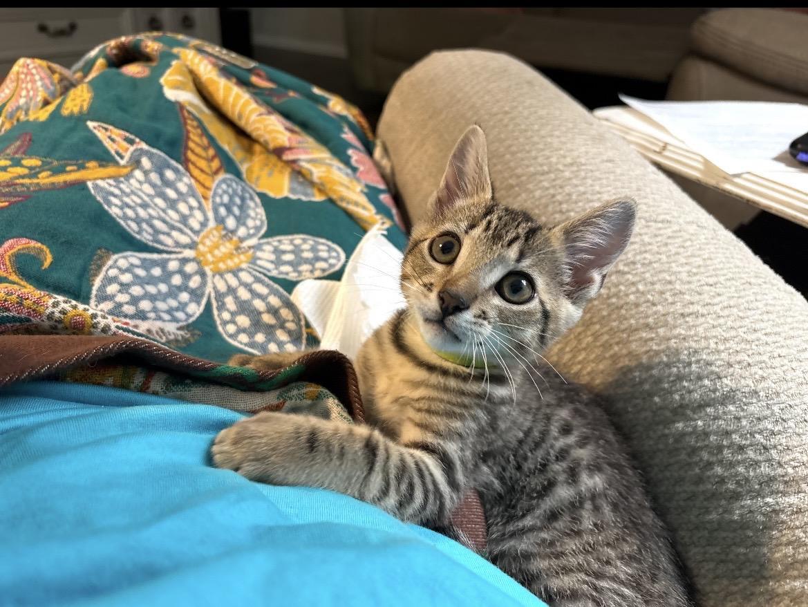 Peter ( cottontail), a ADOPTABLE Domestic Short Hair in Kannapolis, NC image 2/5