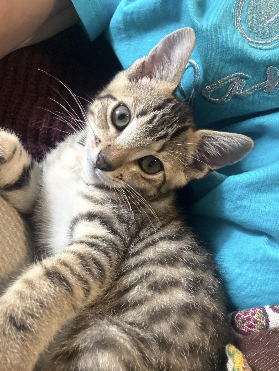 Peter ( cottontail), a ADOPTABLE Domestic Short Hair in Kannapolis, NC image 4/5