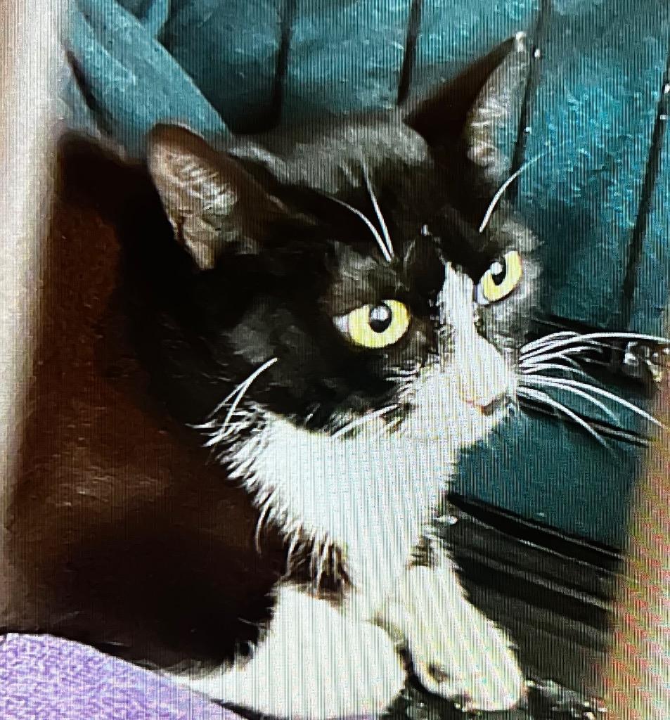 Pippin, Adoptable, Adult Female Domestic Short Hair.