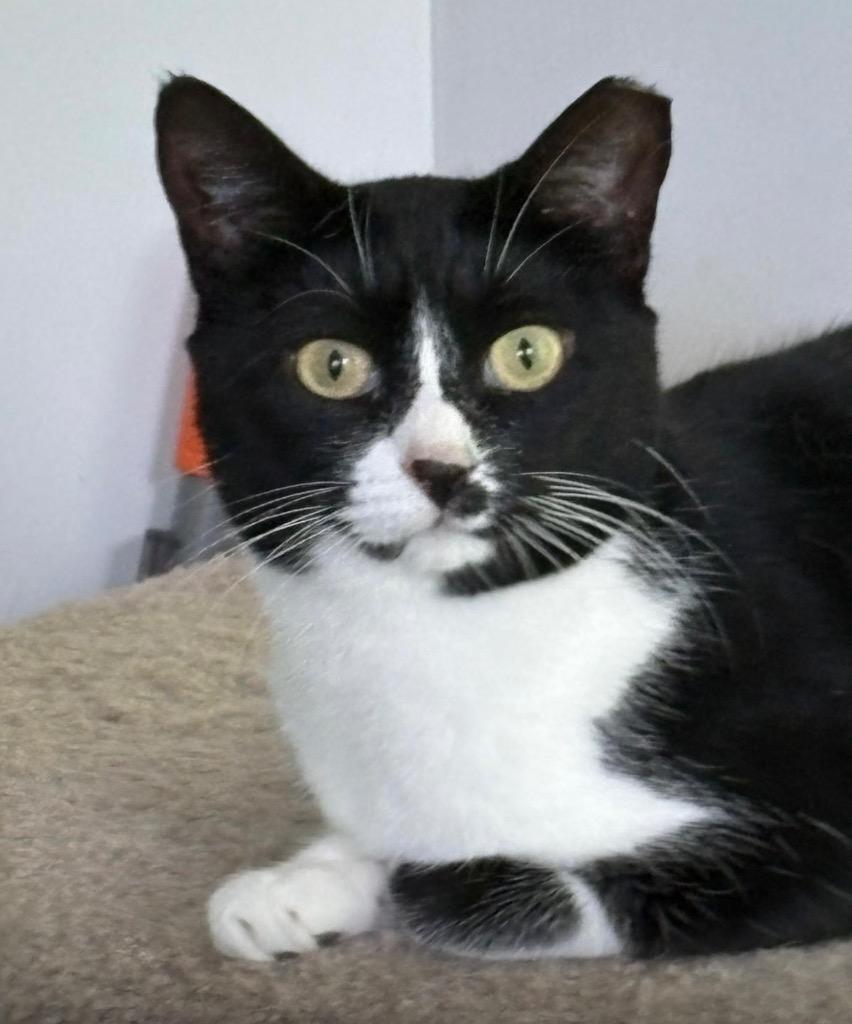 Pippin, a Adoptable mixed breed in Spring, TX image 2/4